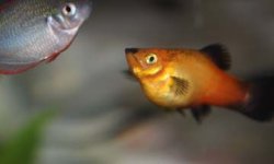 Fat Platy.jpg