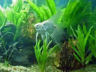 My Angels 006.jpg My Angels 006.jpg