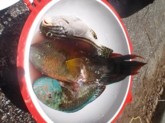 fish.webp