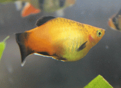 Sunburst Pregnant 1.gif Sunburst Pregnant 1.gif