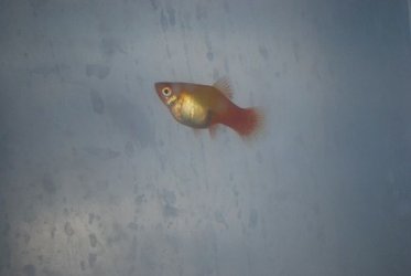 fish.jpg