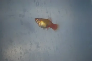 fish.webp