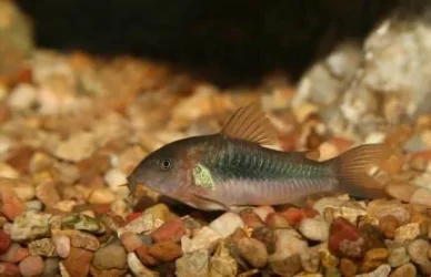 Corycatfish.webp