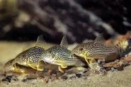 corydoras_sterbai_4.webp