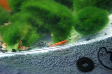 redshrimp3.webp