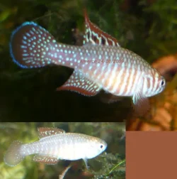 Simpsonichthys santanae Ribeirao de San.webp
