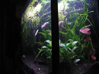 TC_fish_Tank_3.webp