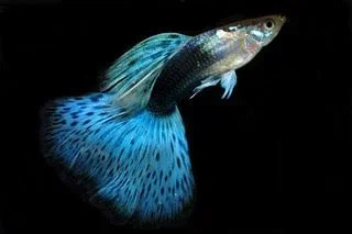 fancy guppy.webp