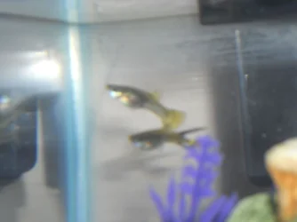 DSCN0954.webp