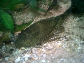 IMG00165-20110710-1435.webp