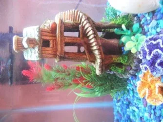 DSCN0996.webp