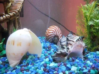DSCN0998.webp