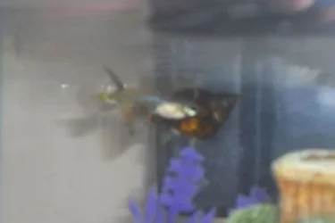 DSCN0947.webp
