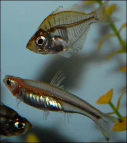 glass_fish_090417_w0320.webp