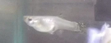 DSCF0342.webp