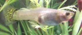 DSCF0349.webp