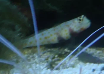 goby crop and trim.webp