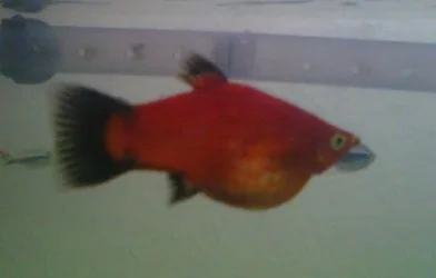 fishys.webp