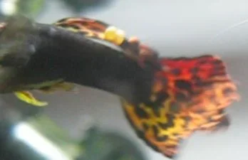screen-capture-3.webp