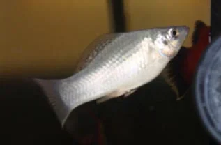 Silver Dorsal.webp Silver Dorsal.webp