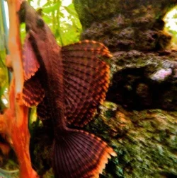 DSCN0526.webp