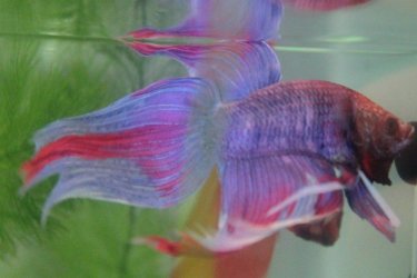 New Betta 1.jpg