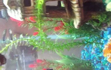 DSCF0353.webp
