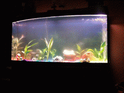 fishtank71811.gif