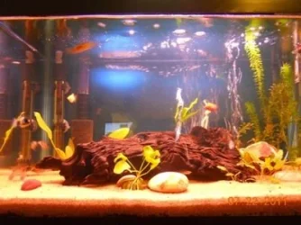 Aquarium 7-22-11 001.webp