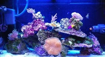 reef tank - Copy.webp