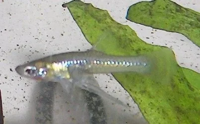 Gfalc male.webp