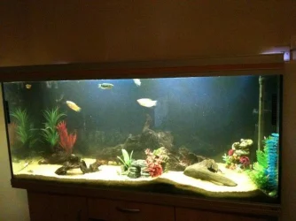 fish tank.webp