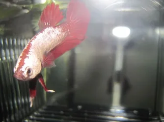 red_dragon1.webp