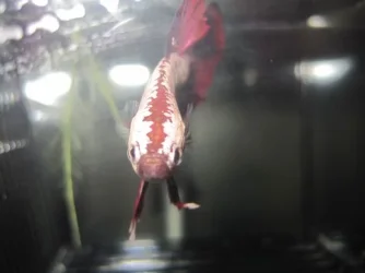red_dragon2.webp