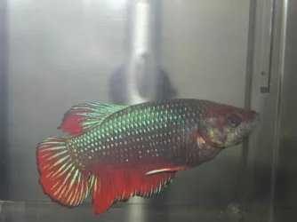 betta3(2).webp