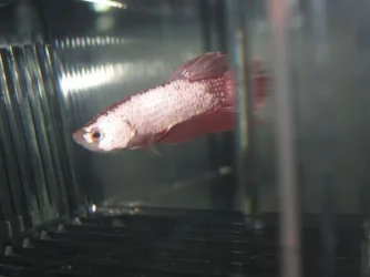 Dragonbetta 003.webp
