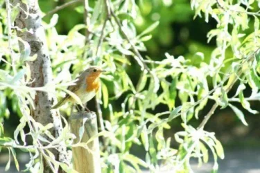 robin.webp