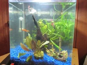 fishtank2.webp
