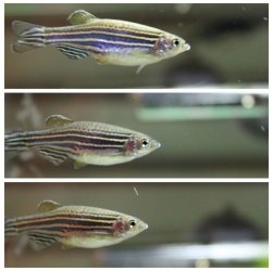 danio.jpg danio.jpg