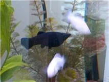 prego fish.webp