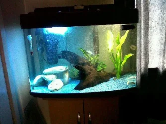 Tank.webp