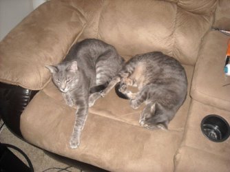 cat1.jpg cat1.jpg