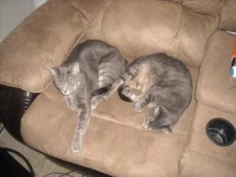 cat1.webp cat1.webp