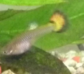 guppy.webp