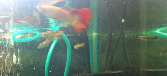 Guppies.webp