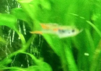 Endler guppy.webp