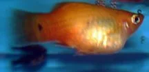 platy.webp