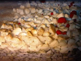 IMG-20110818-00152.webp