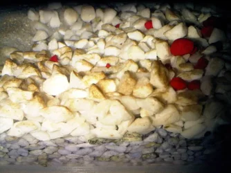 IMG-20110818-00160.webp