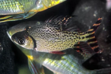 semaprochilodus_taeniurus_2.webp
